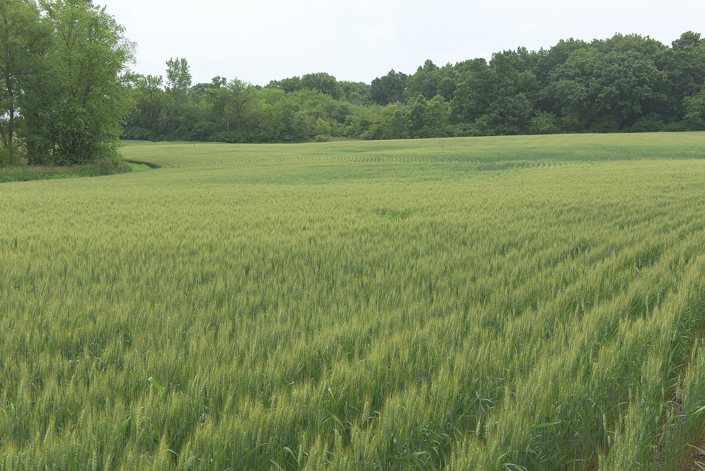 Lake County, Indiana farmland - LAND AUCTION - 147+/- ACRES OFFERED IN 3 TRACTS IN LAKE COUNTY, INDIANA